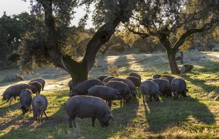 Ventes de jambons et charcuteries d’Espagne et de Bigorre